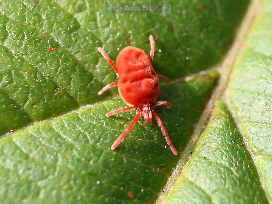 Trombidiidae: Trombidium sp.  - Milano